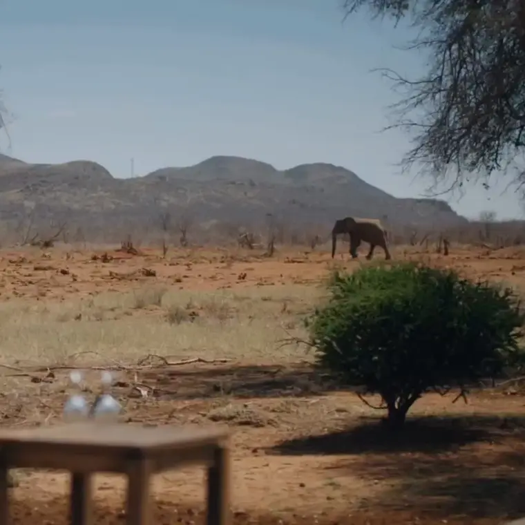 Where the wild things stay, Video, Hospitality